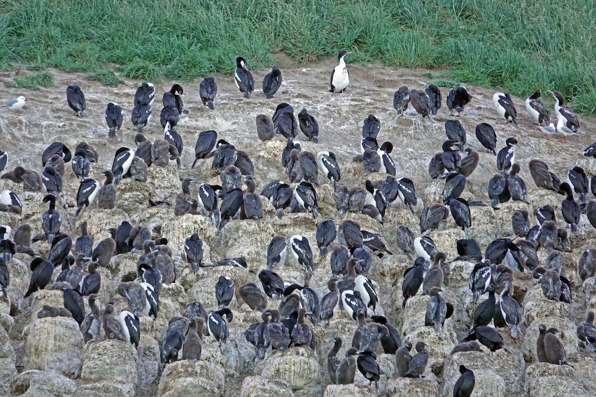 Stewart Island Shag (Otago) - ML646726514