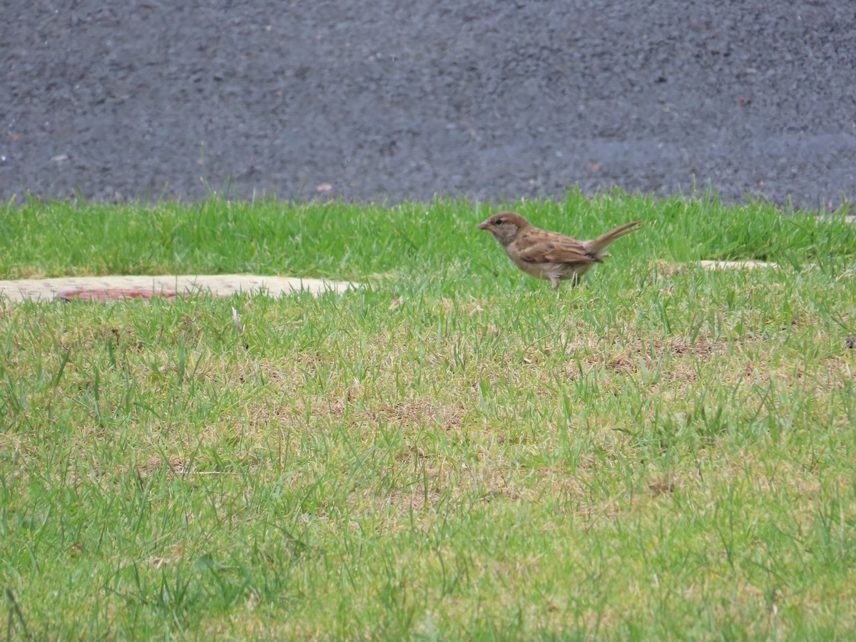 House Sparrow - ML646726515