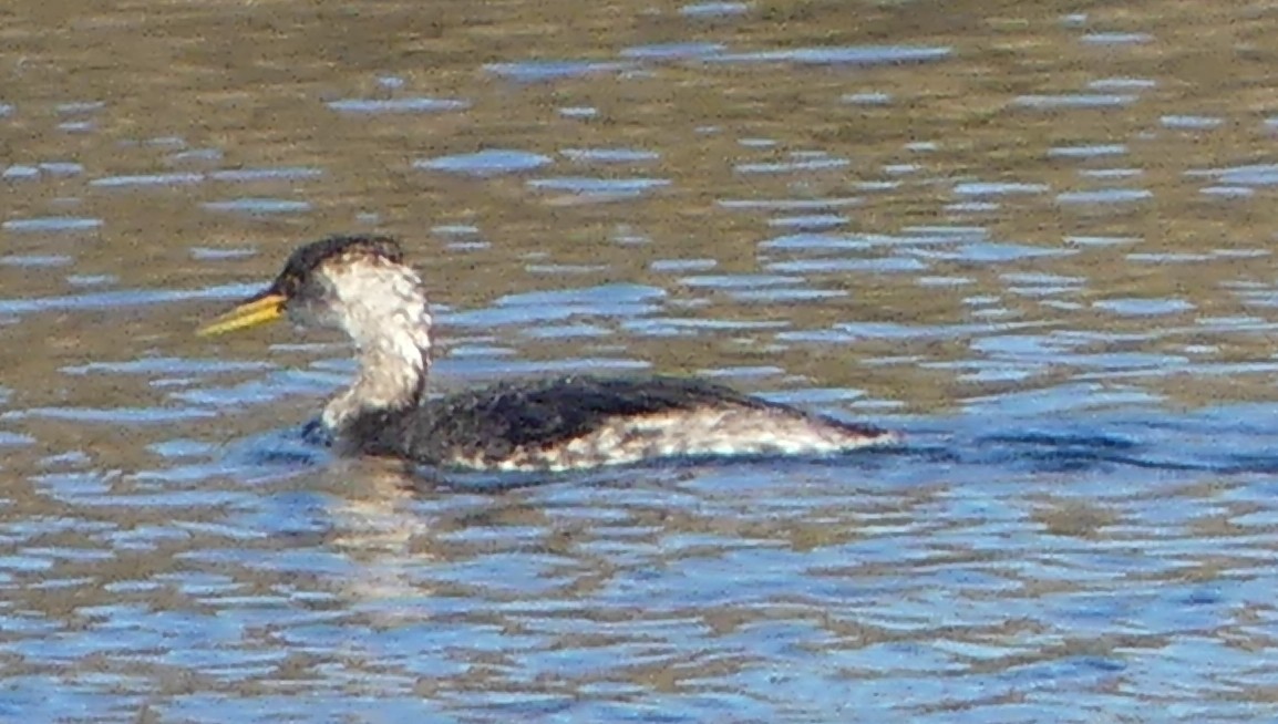 Буурал шунгуур - ML646726518