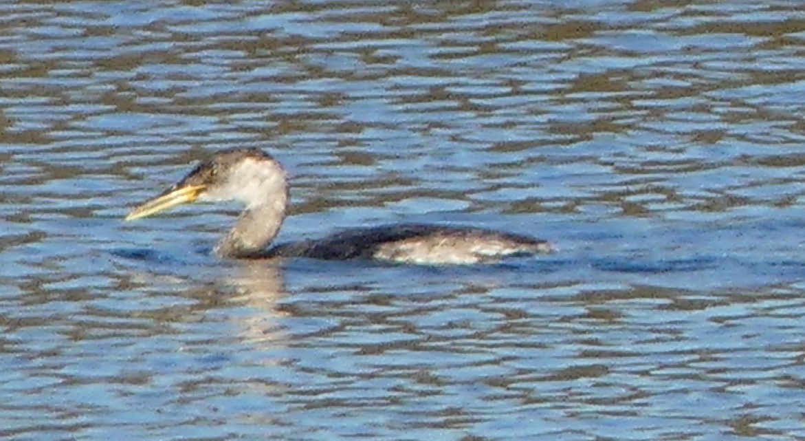 Буурал шунгуур - ML646726519