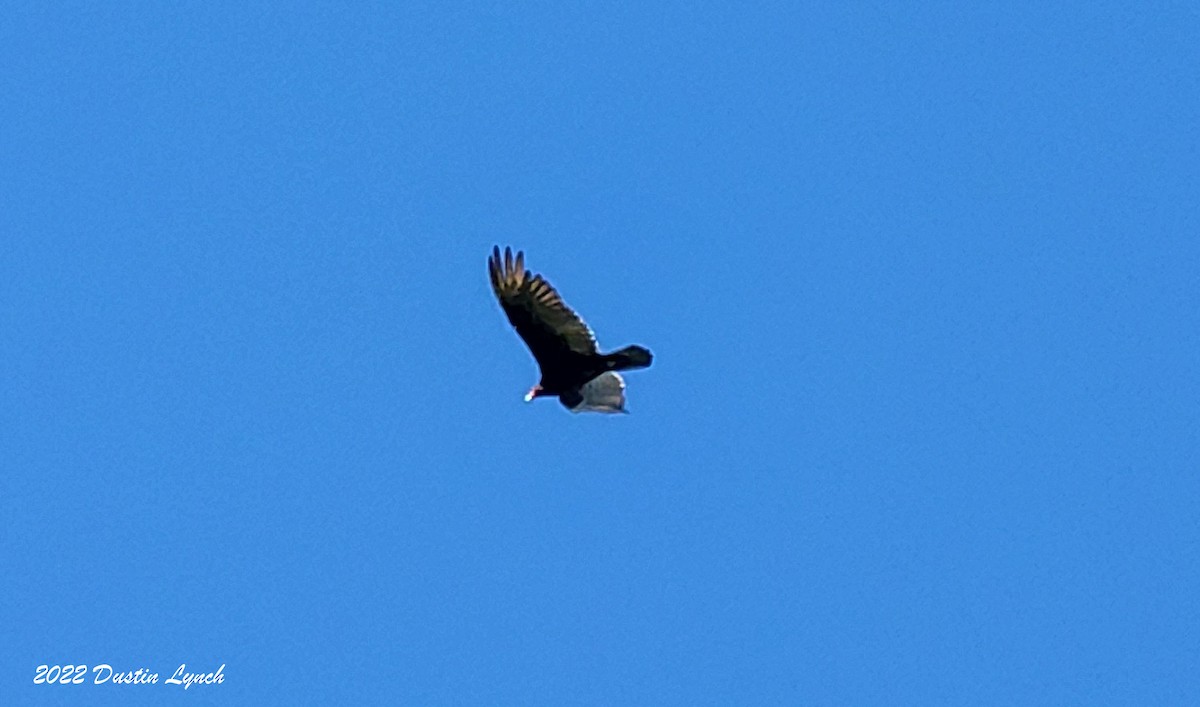 Urubu à tête rouge - ML646726521