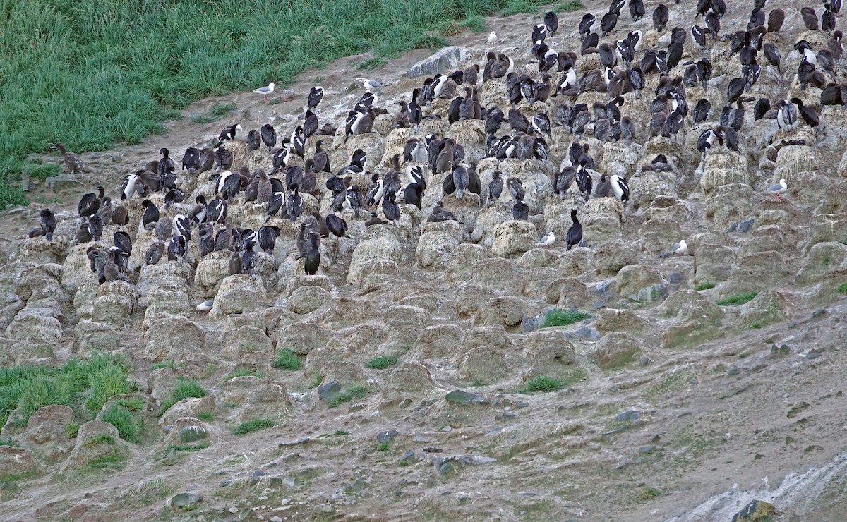 Stewart Island Shag (Otago) - ML646726525