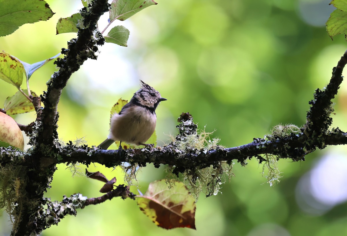 Crested Tit - ML646726527