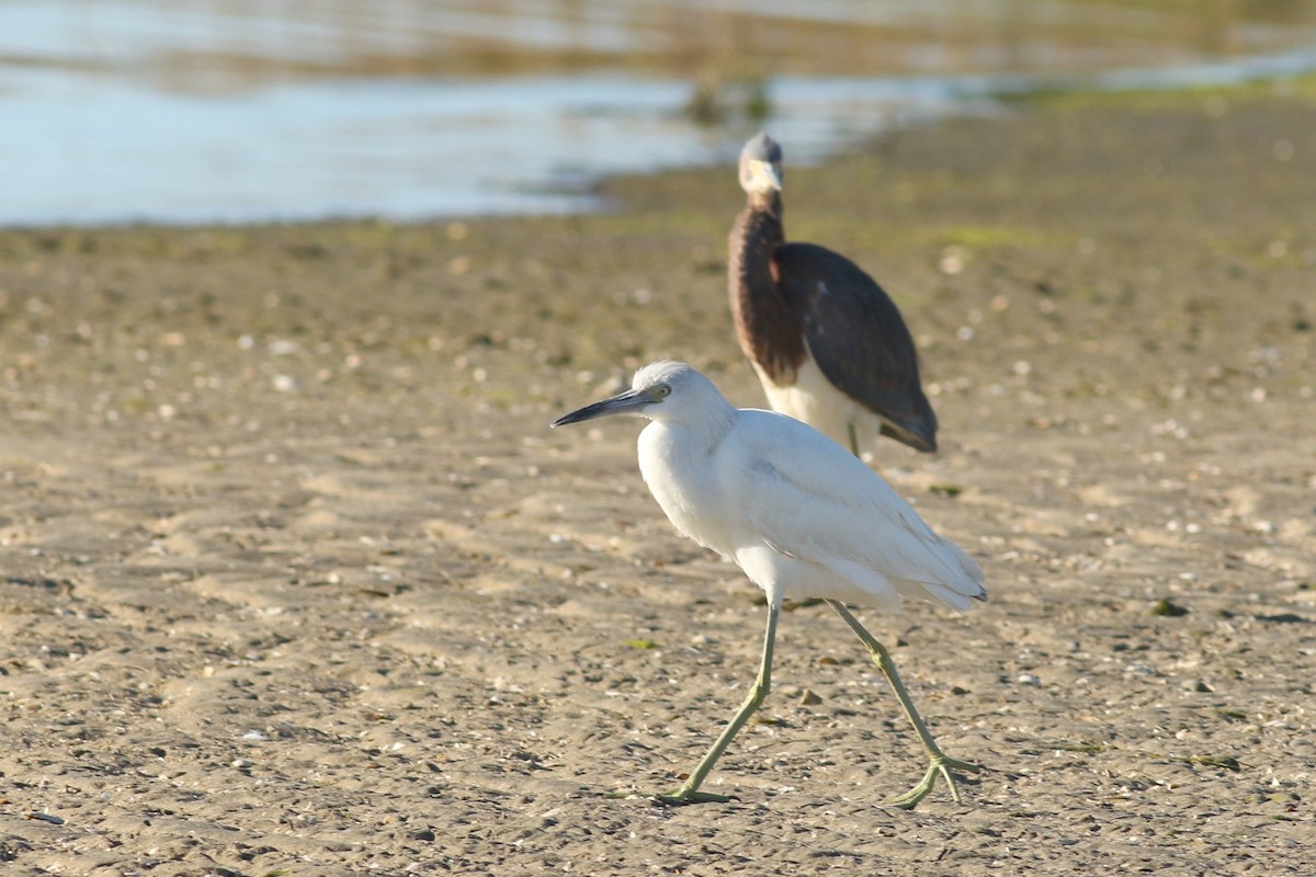 Little Blue Heron - ML646726528