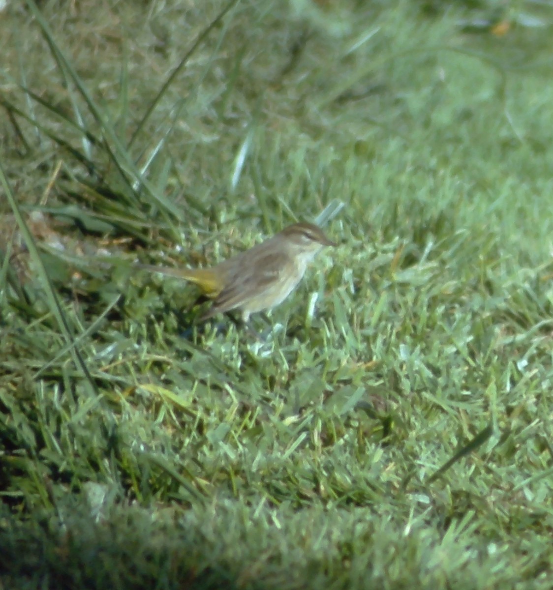 Palm Warbler (Western) - ML646726529