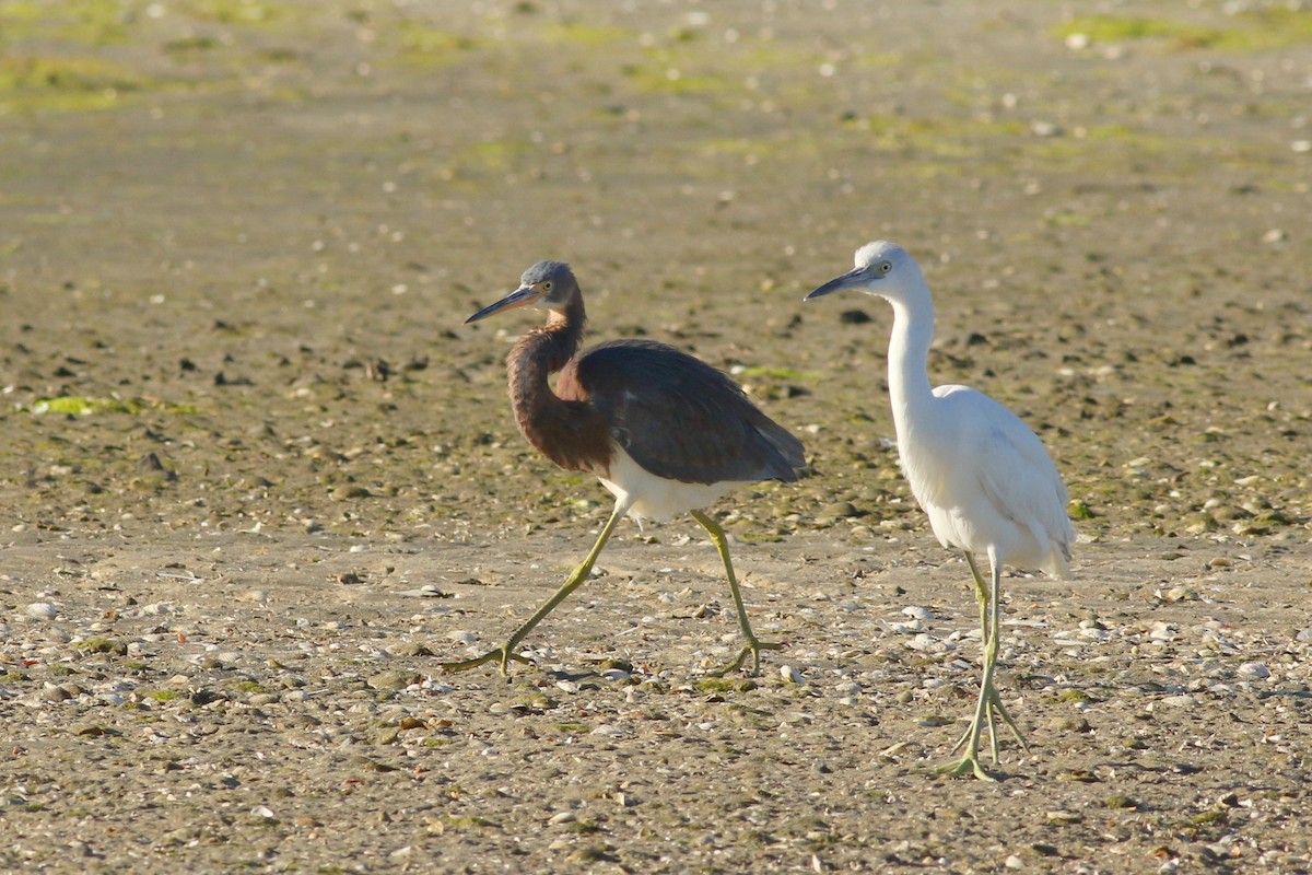 Tricolored Heron - ML646726530
