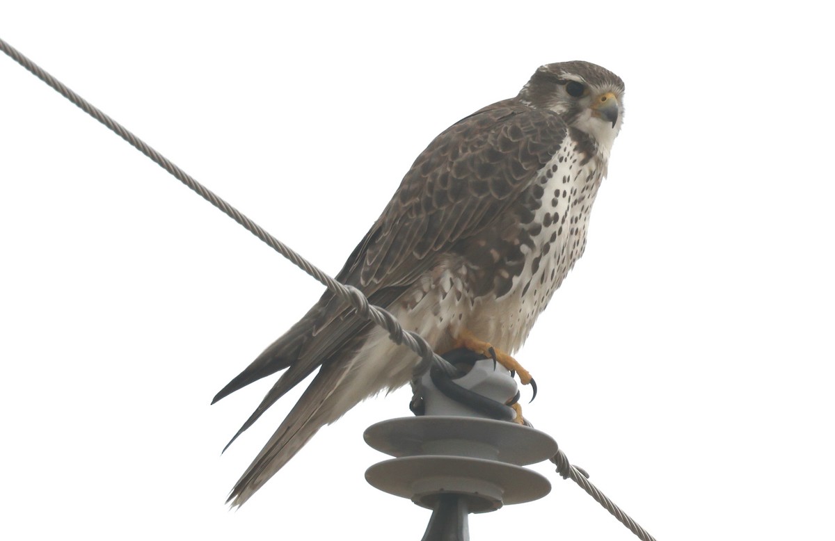 Prairie Falcon - ML646726531