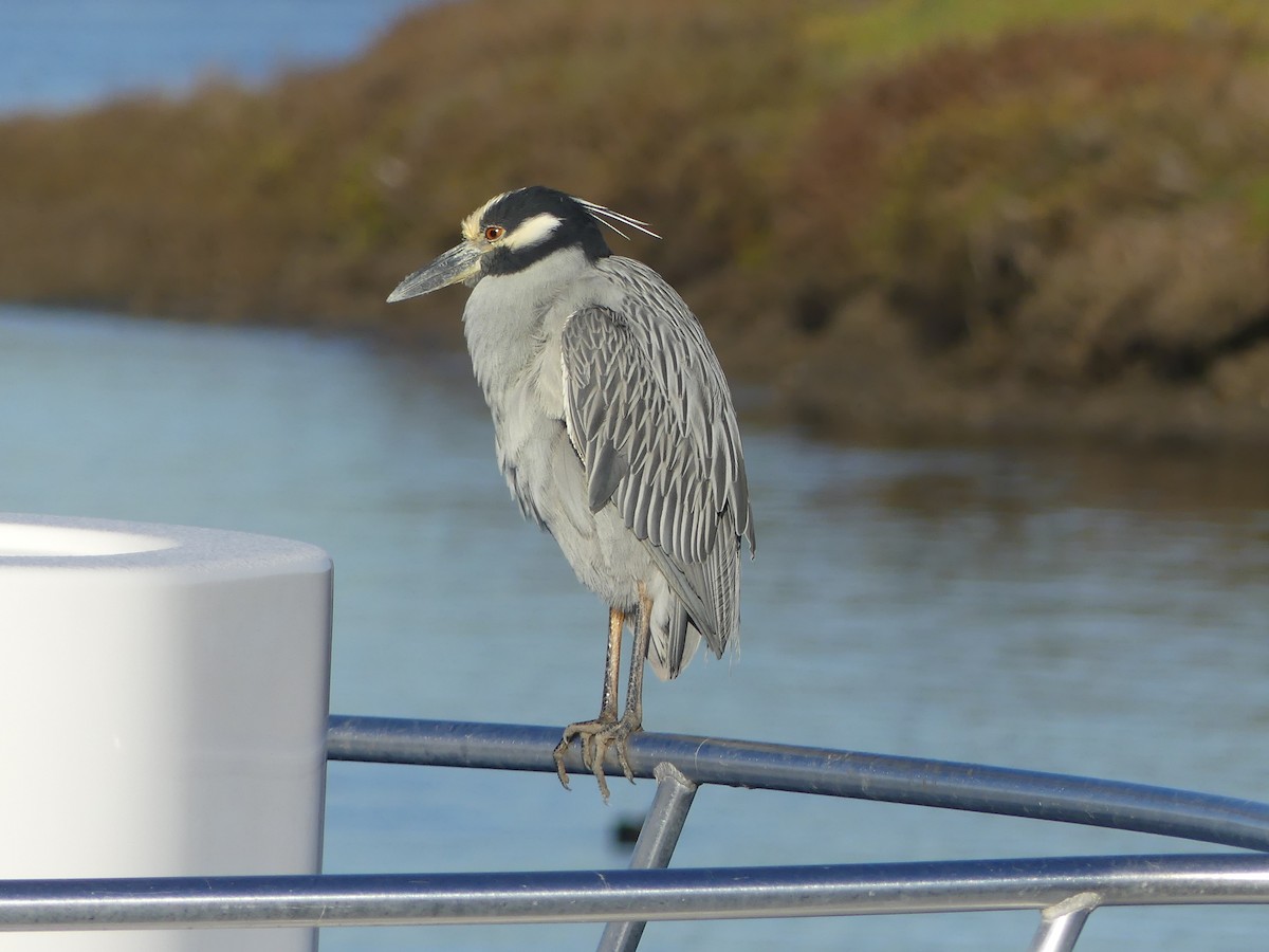 Yellow-crowned Night Heron - ML646726532