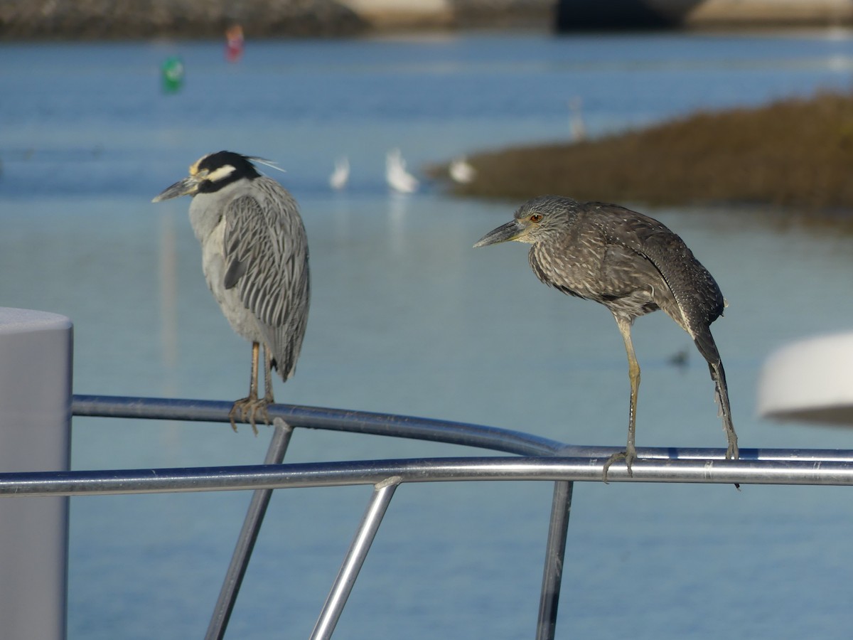 Yellow-crowned Night Heron - ML646726533