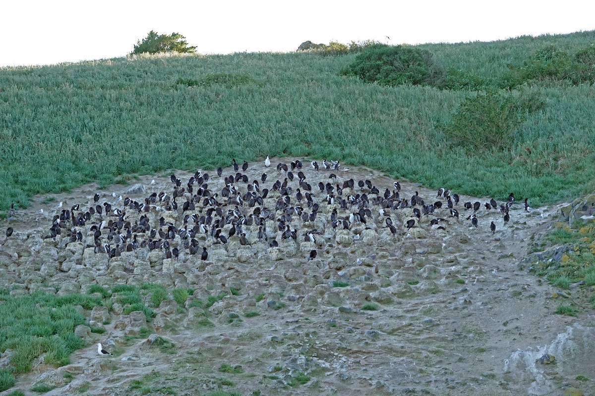 Stewart Island Shag (Otago) - ML646726534
