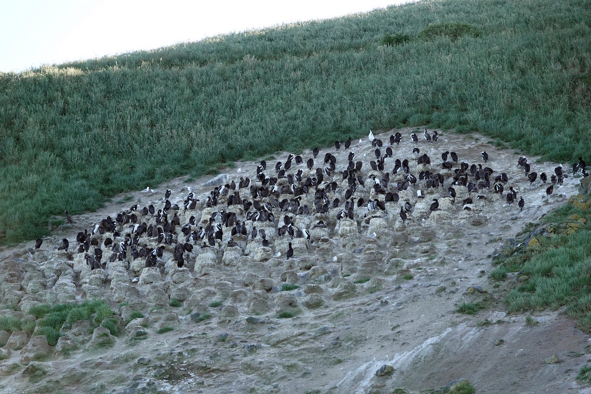 Stewart Island Shag (Otago) - ML646726535