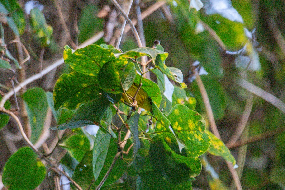 Northern Yellow Warbler - ML646726536