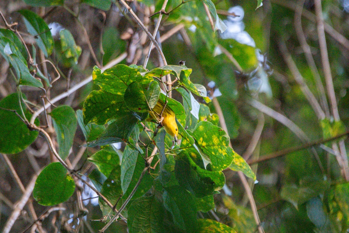 Northern Yellow Warbler - ML646726537