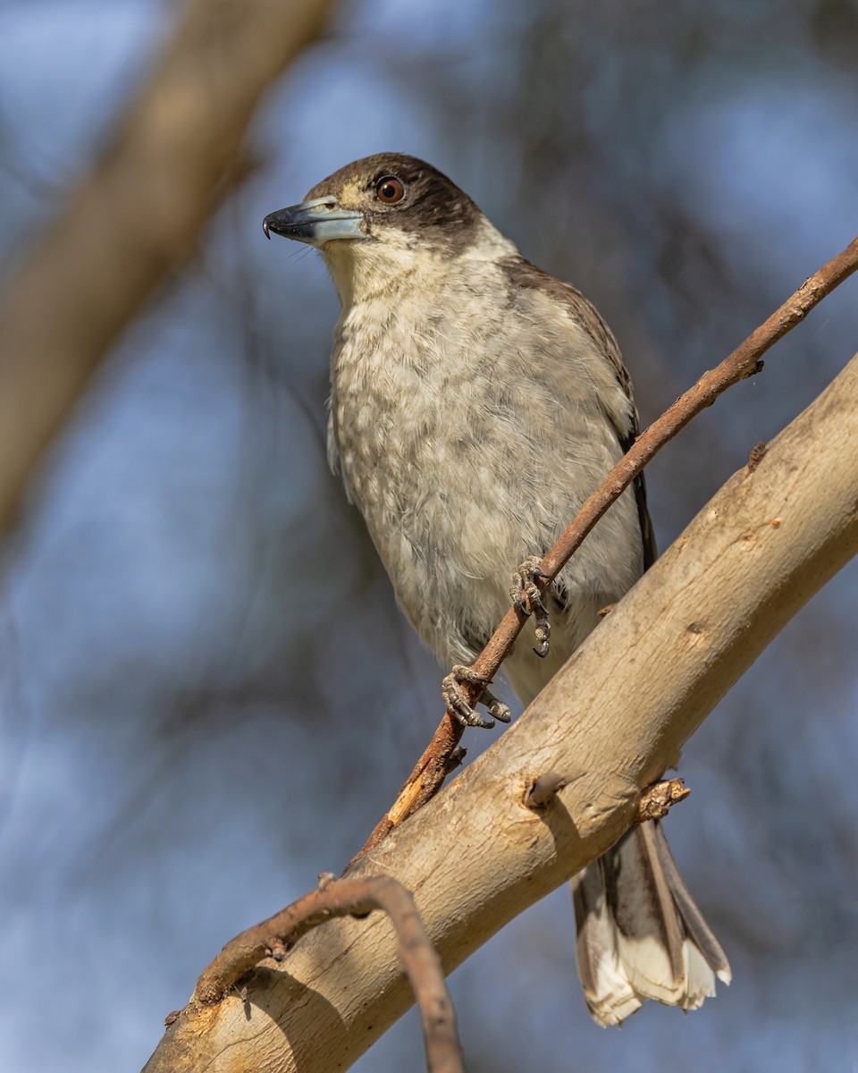 Gray Butcherbird - ML646726539