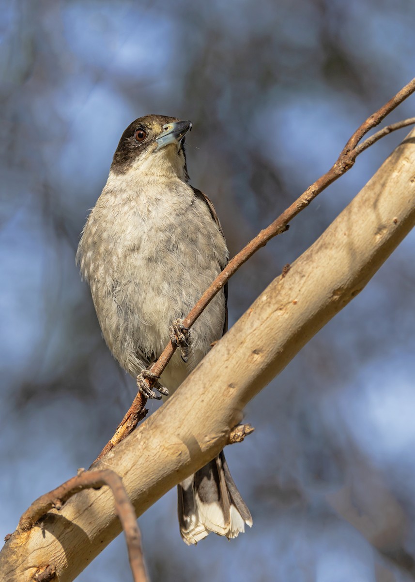 Gray Butcherbird - ML646726540