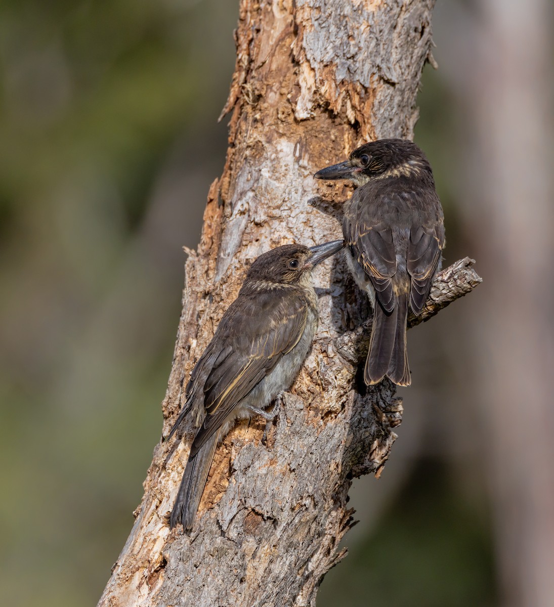 Gray Butcherbird - ML646726541