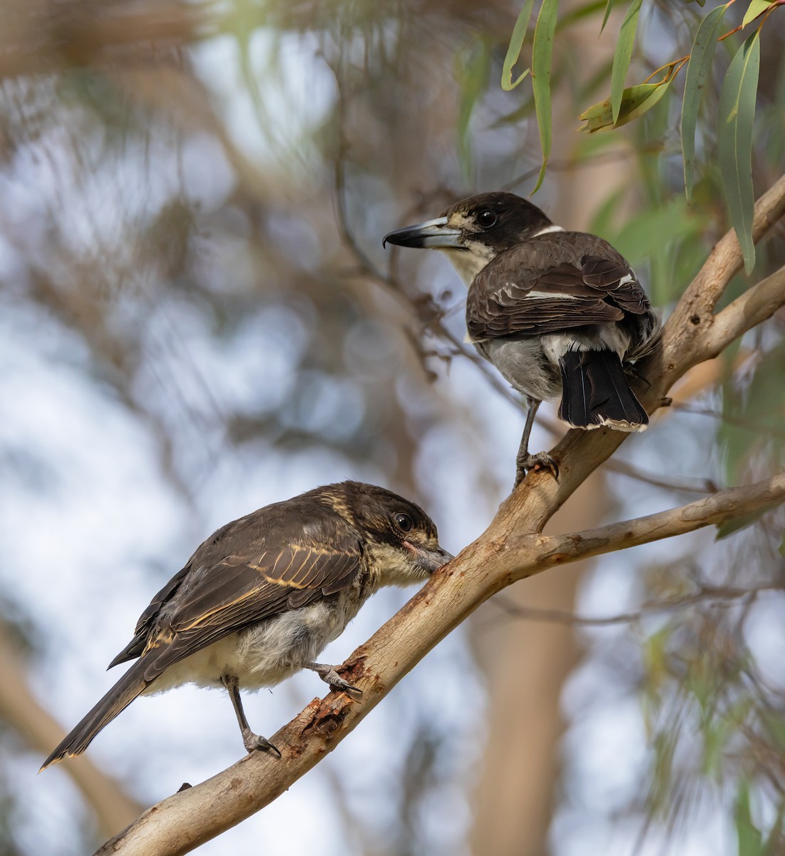 Gray Butcherbird - ML646726542