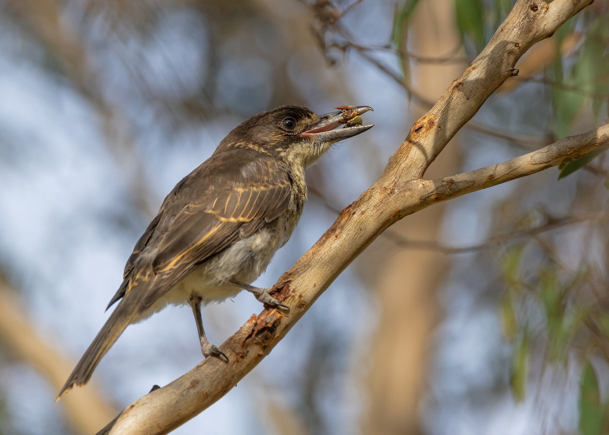 Gray Butcherbird - ML646726543