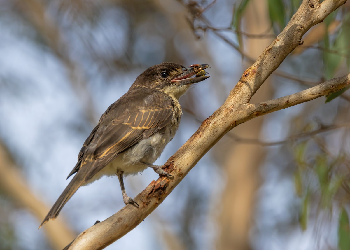 Gray Butcherbird - ML646726544