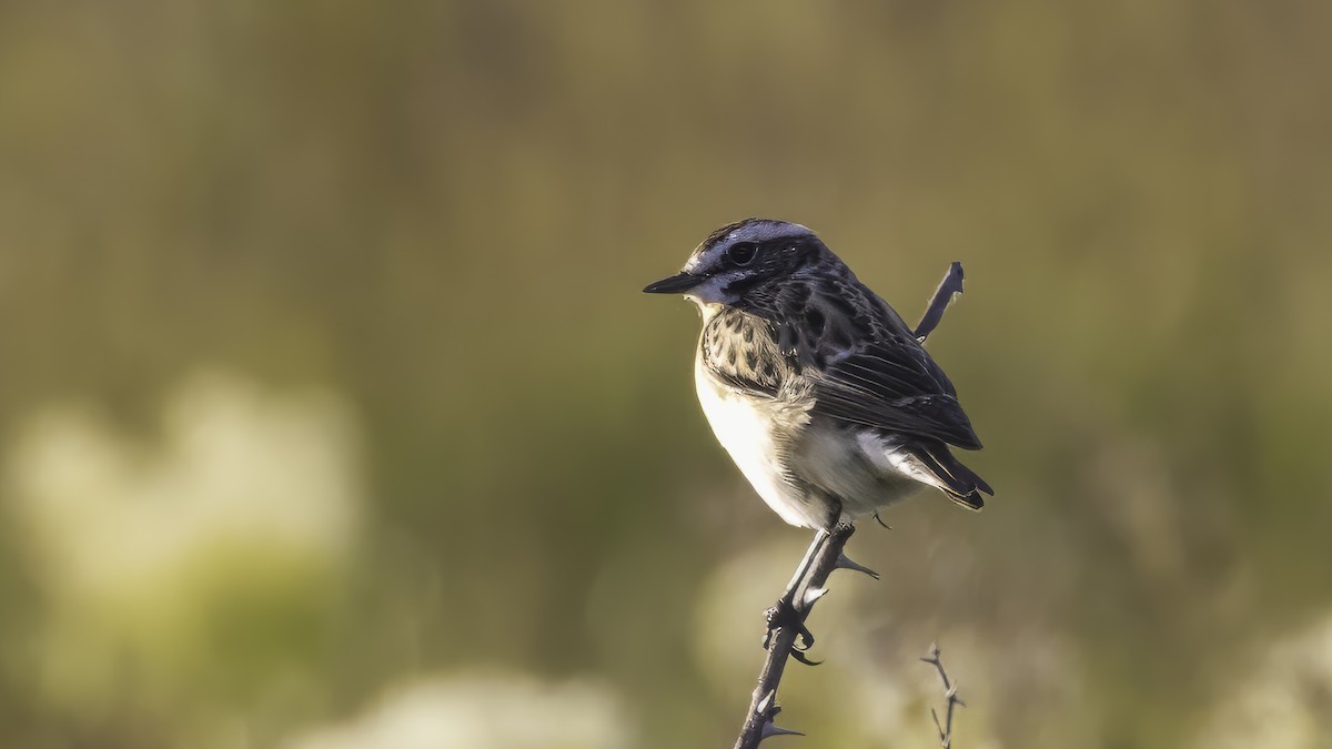 Braunkehlchen - ML646726548