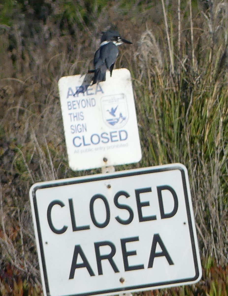 Belted Kingfisher - ML646726549