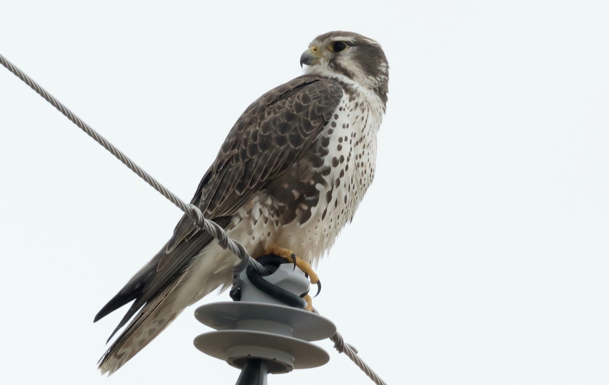 Prairie Falcon - ML646726559