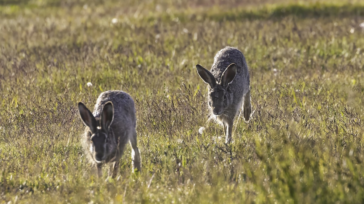 Feldhase - ML646726562