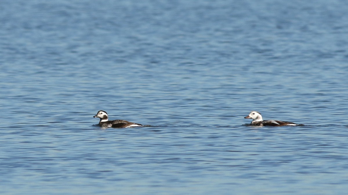 Long-tailed Duck - ML646726567