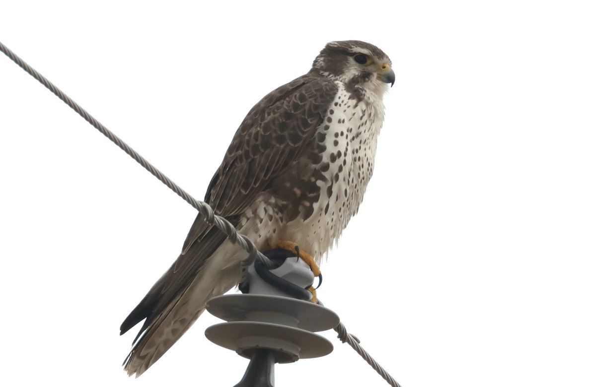 Prairie Falcon - ML646726568