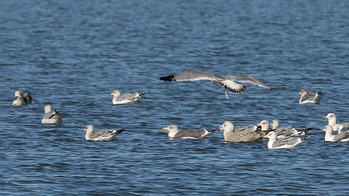 Lesser Black-backed Gull - ML646726569