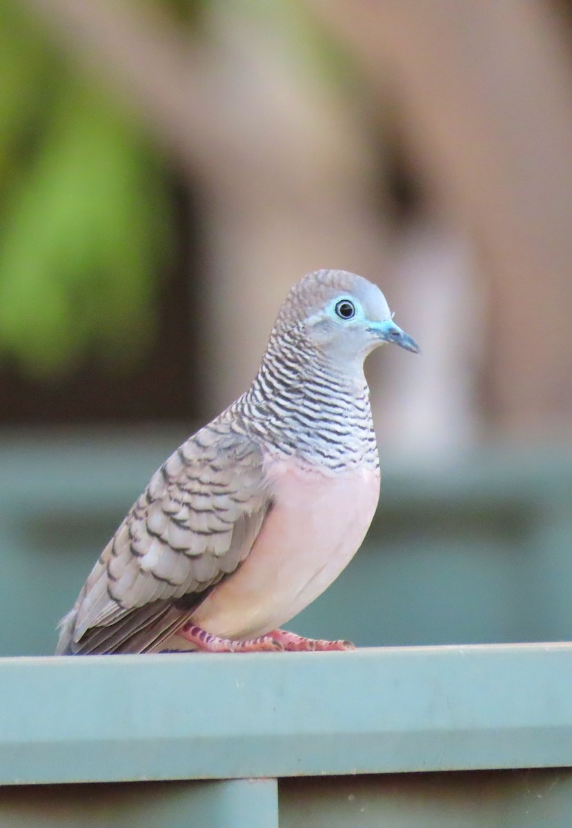 Peaceful Dove - ML646726570