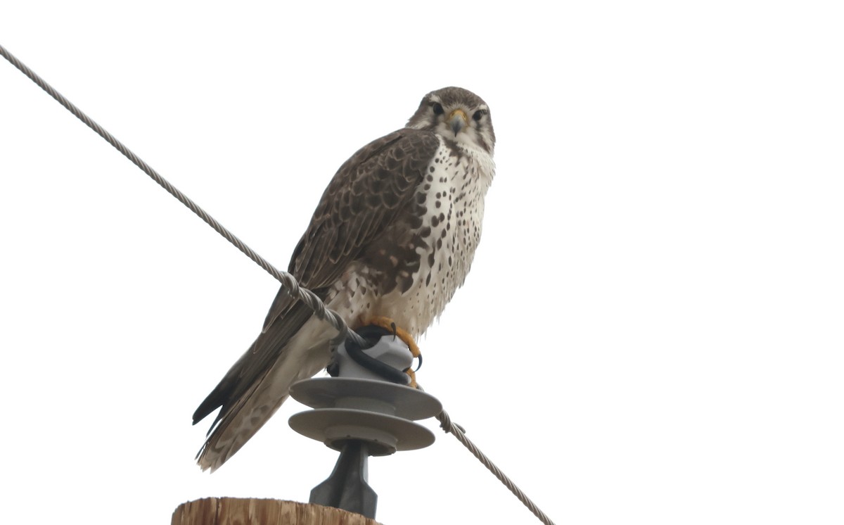 Prairie Falcon - ML646726577