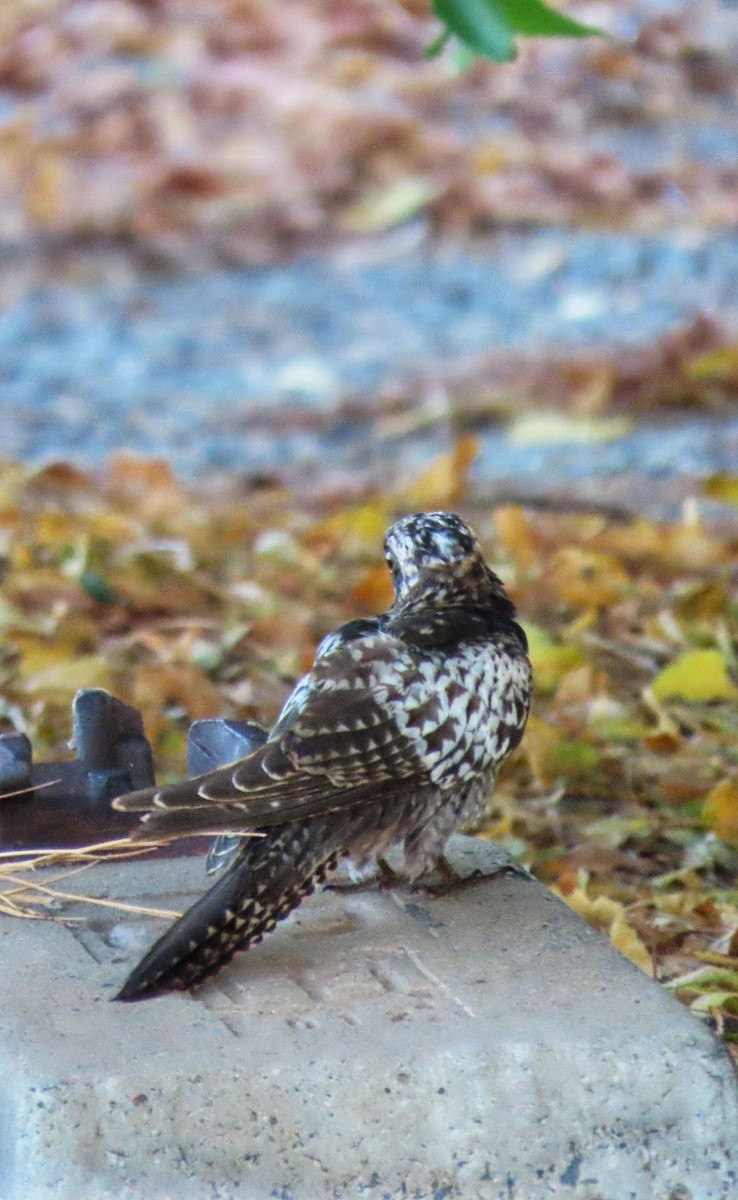 Pallid Cuckoo - ML646726579