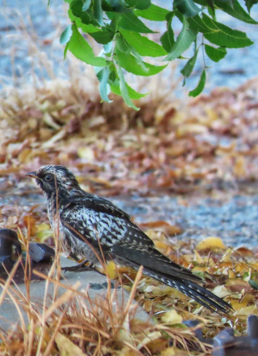 Pallid Cuckoo - ML646726580