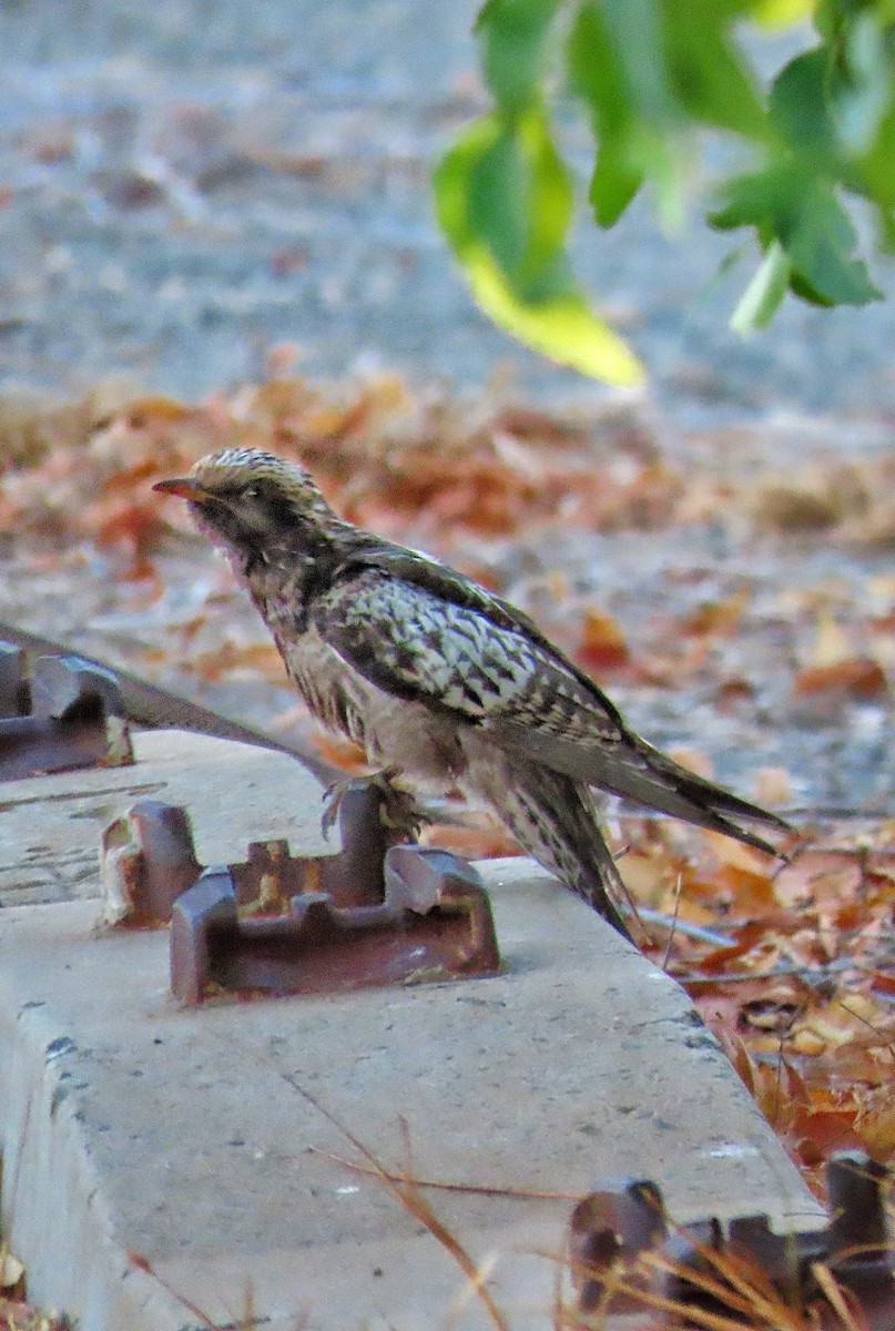 Pallid Cuckoo - ML646726581