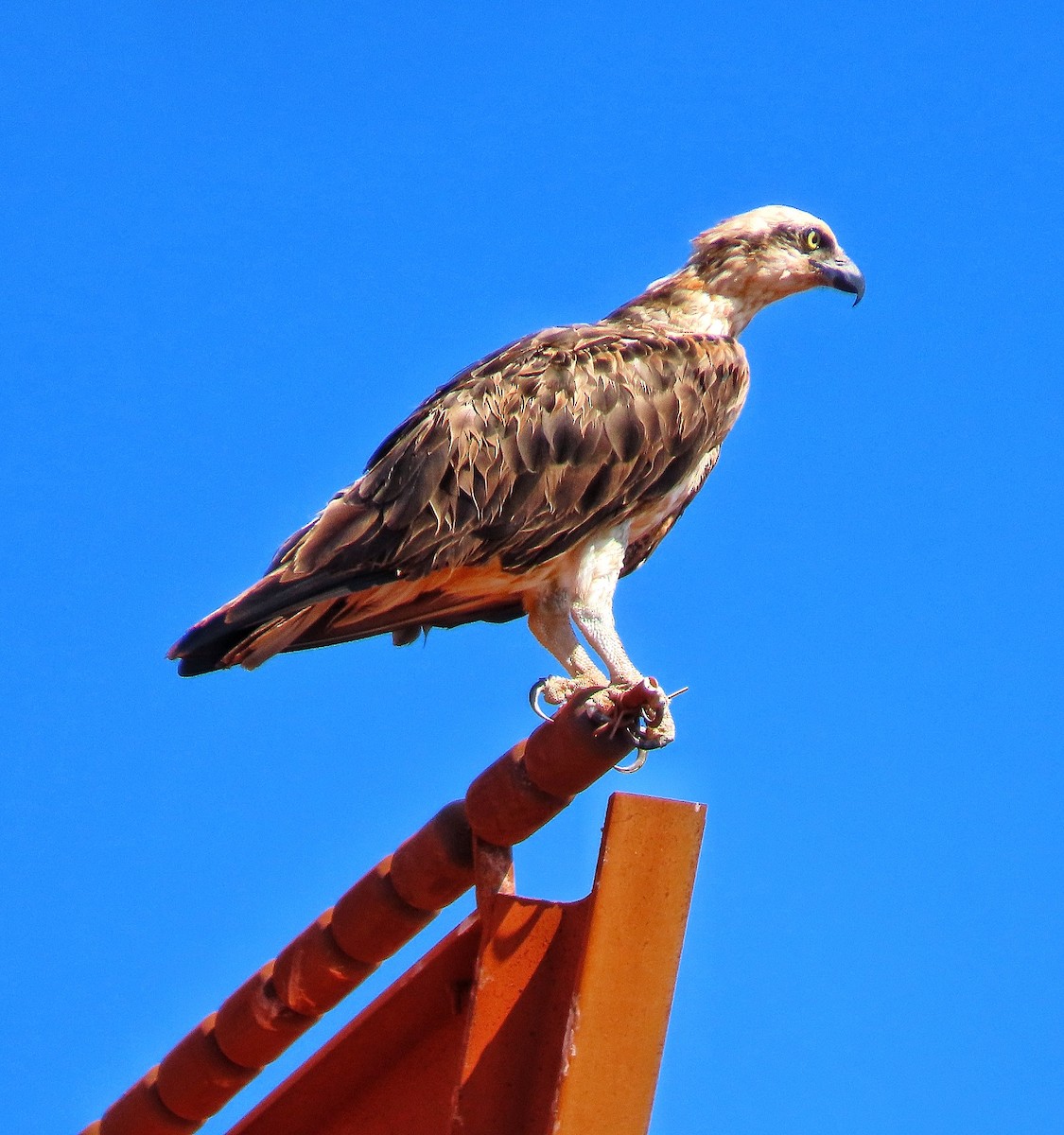 Osprey - ML646726582