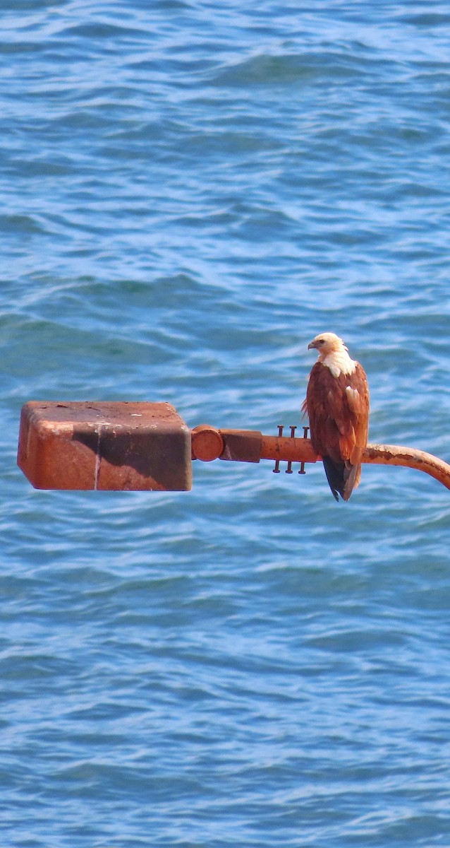 Brahminy Kite - ML646726585