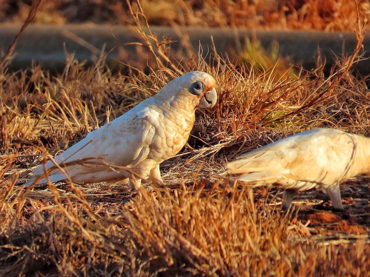 Little Corella - ML646726586