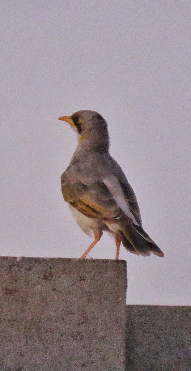 Yellow-throated Miner - ML646726588