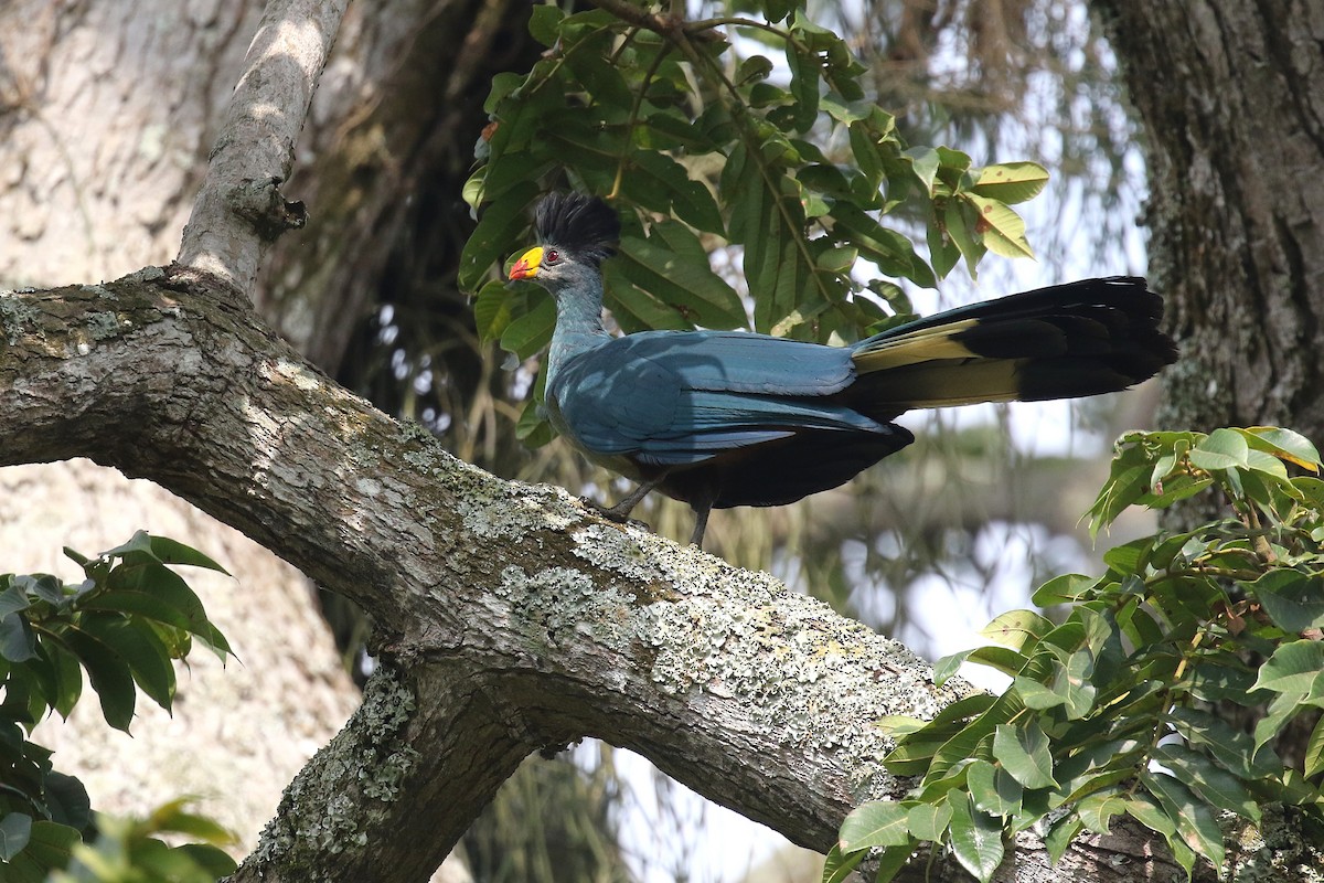 Great Blue Turaco - ML646726589
