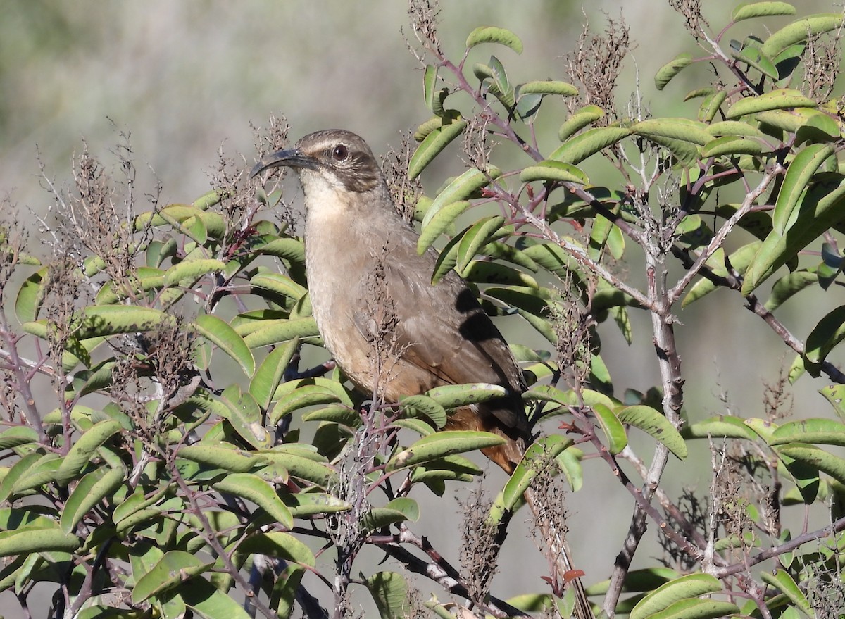 California Thrasher - ML646726599