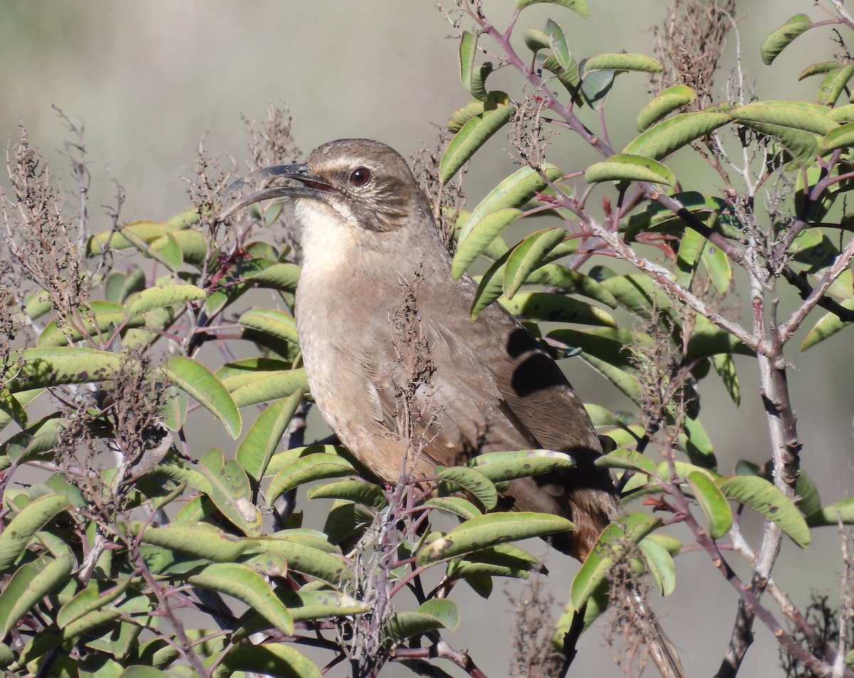 California Thrasher - ML646726600