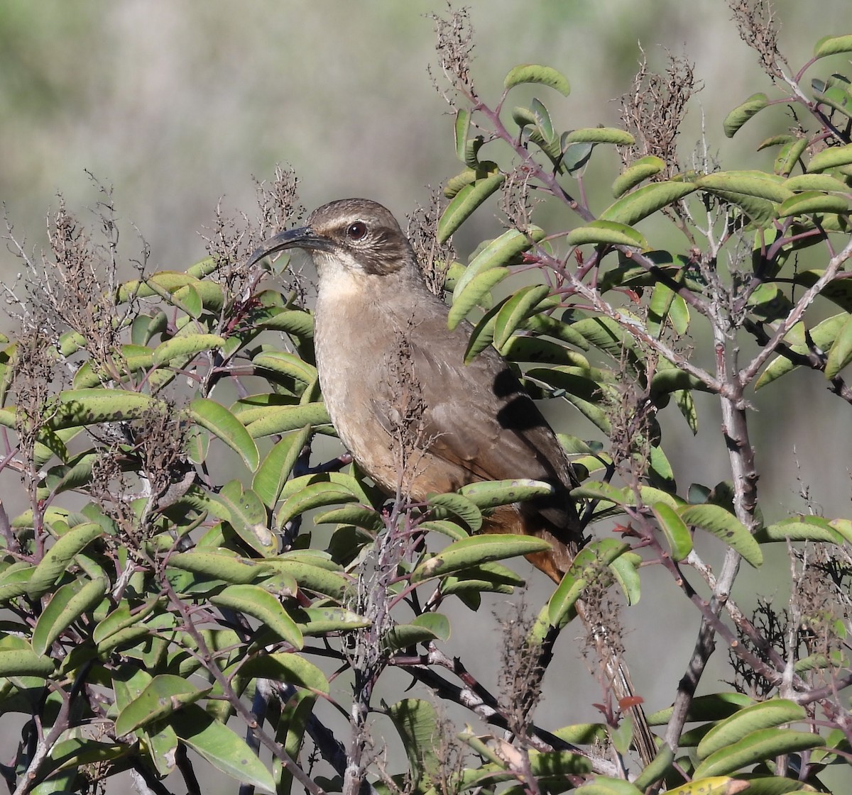 California Thrasher - ML646726601