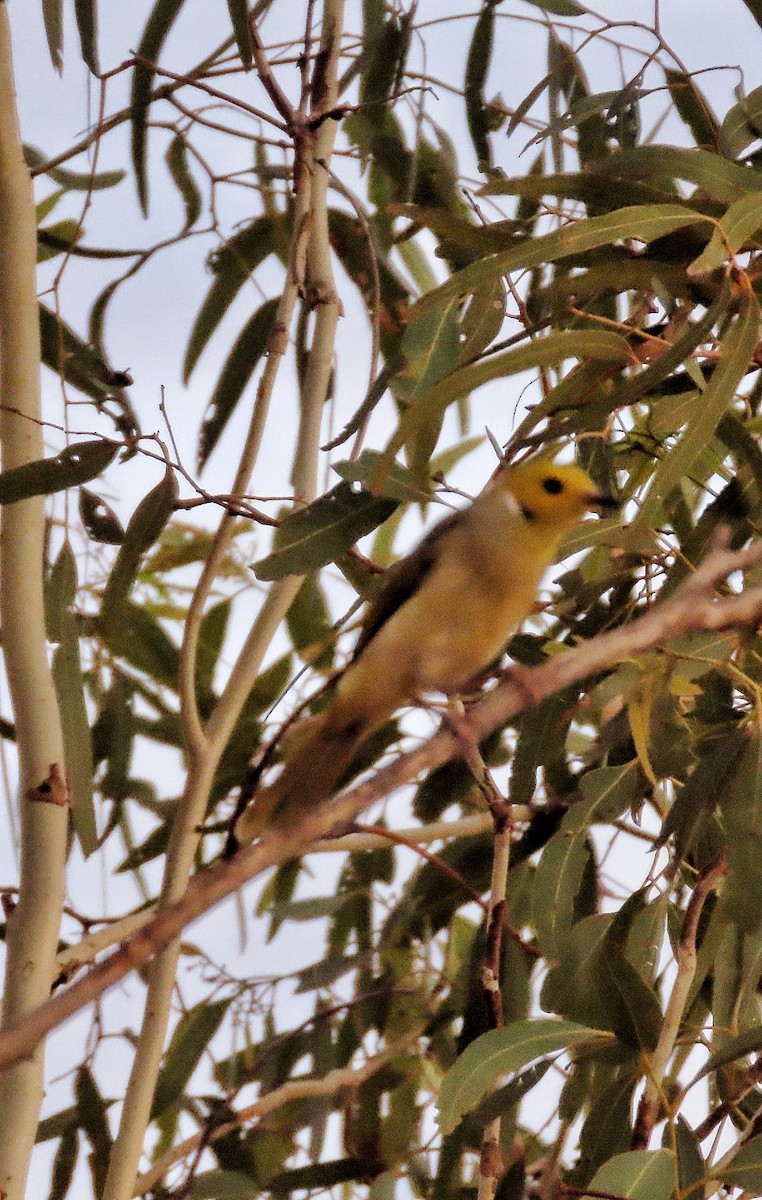 White-plumed Honeyeater - ML646726604
