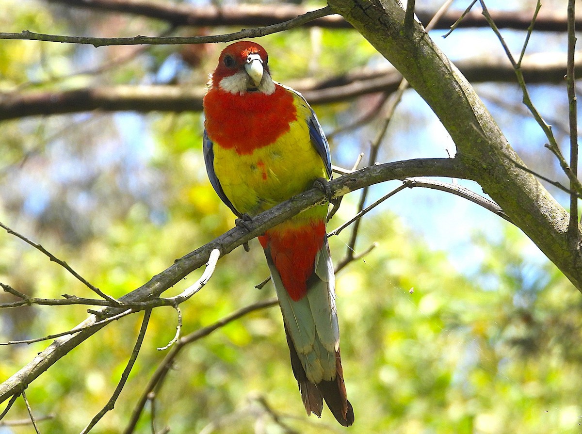 Белощёкая розелла - ML646726606