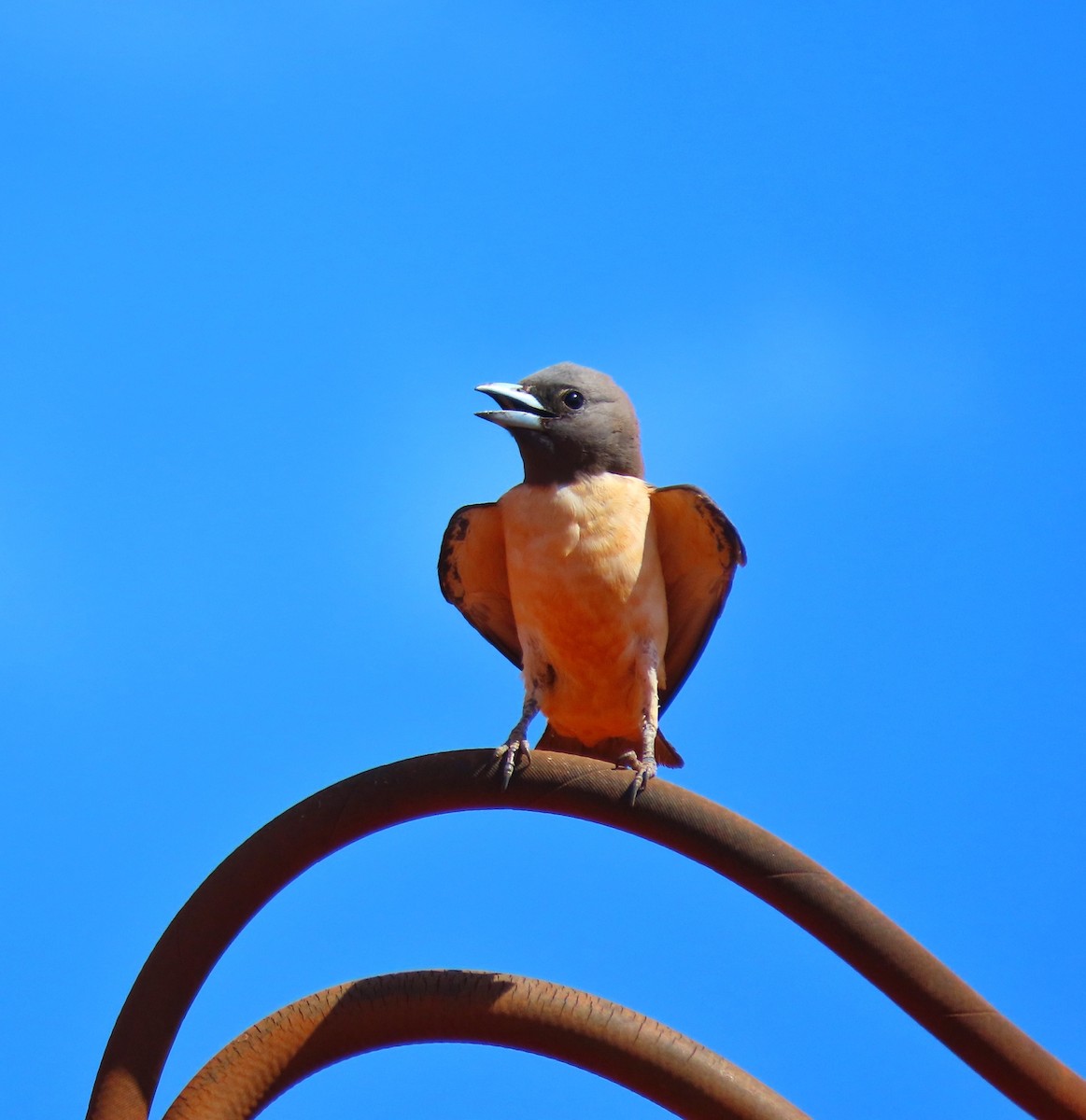 White-breasted Woodswallow - ML646726607