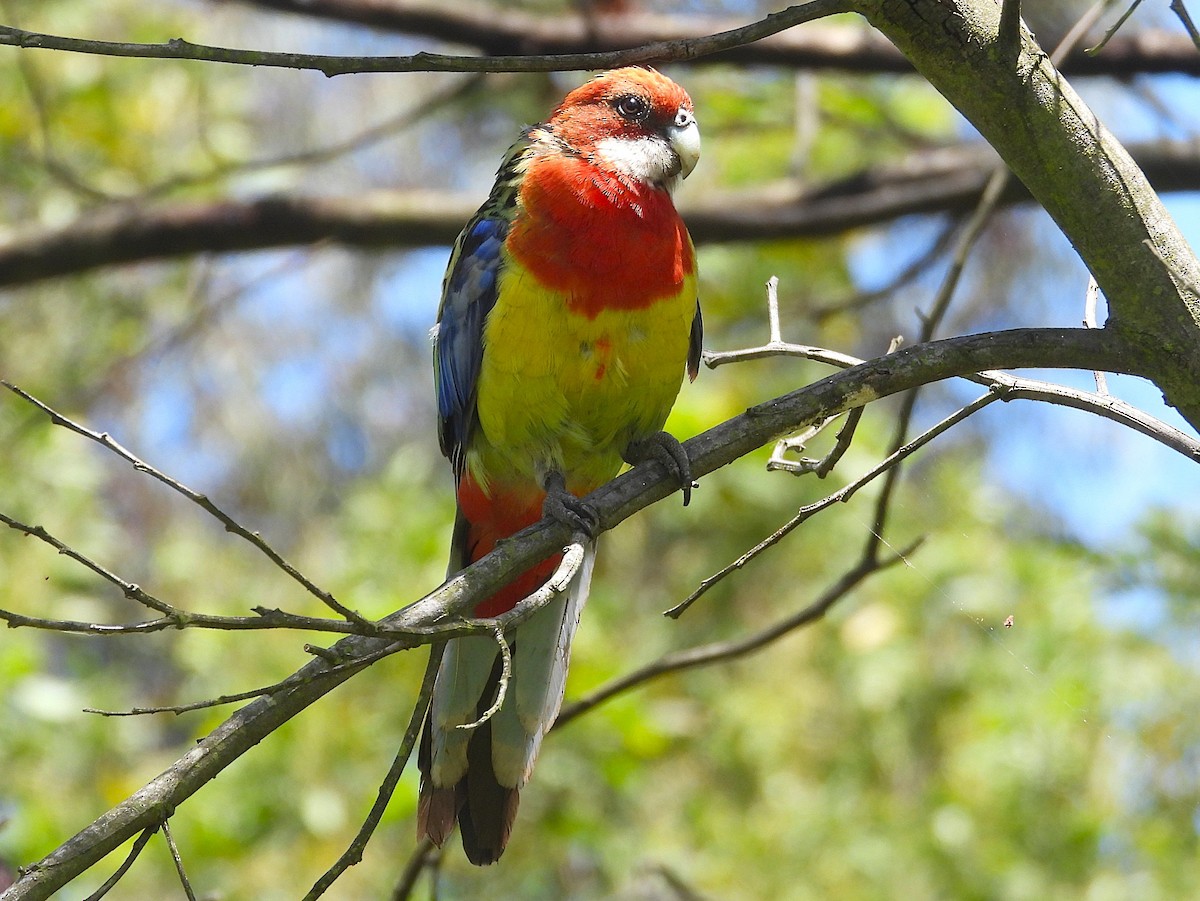 Белощёкая розелла - ML646726608