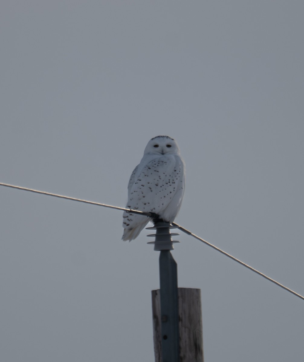 snøugle - ML646726609