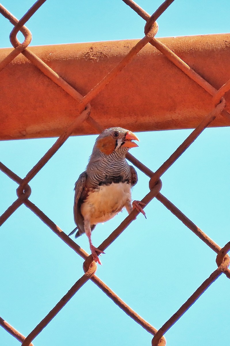 Diamante Cebra - ML646726610