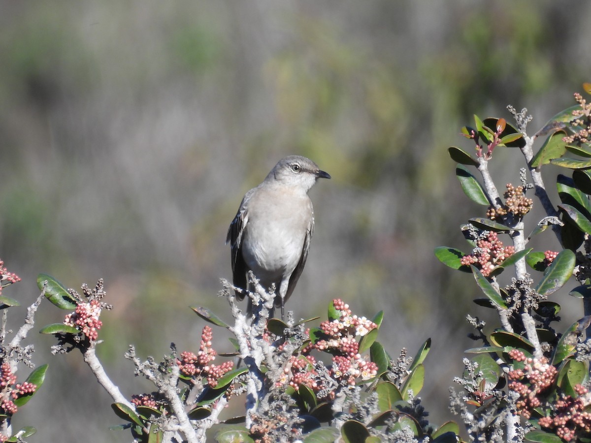 Northern Mockingbird - ML646726611